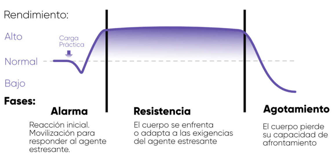 fases-sindrome-general-de-adaptación-al-estres